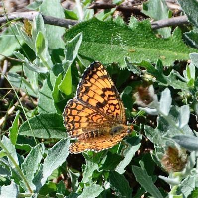 Mélitée des Centaurées (La), Grand Damier (Le) Melitaea phoebe (Denis & Schiffermüller, 1775)