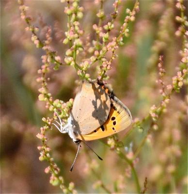 Cuivré commun (Le), Argus bronzé (L'), Bronzé (Le) Lycaena phlaeas (Linnaeus, 1760)