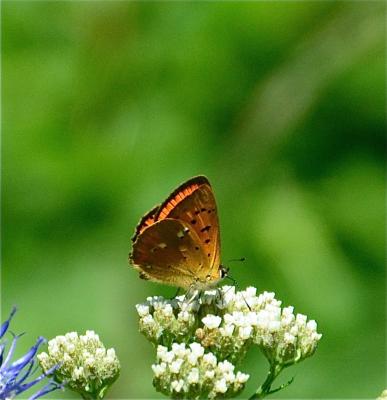 Cuivré de la Verge-d'or (Le), Cuivré satiné (Le),  Lycaena virgaureae (Linnaeus, 1758)