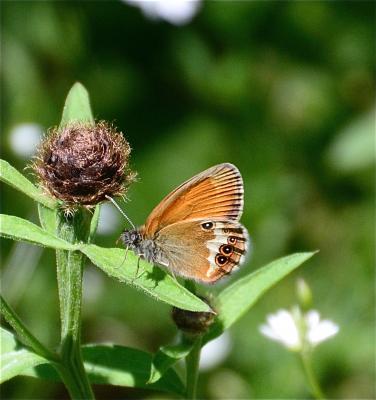 Céphale (Le), Arcanie (L') Coenonympha arcania (Linnaeus, 1760)