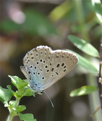 Azuré du Serpolet (L'), Azuré d'Arion (L'), Argus  Phengaris arion (Linnaeus, 1758)