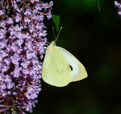 Piéride du Chou (La), Grande Piéride du Chou (La), Pieris brassicae (Linnaeus, 1758)