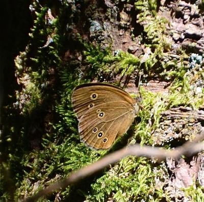 Tristan (Le) Aphantopus hyperantus (Linnaeus, 1758)