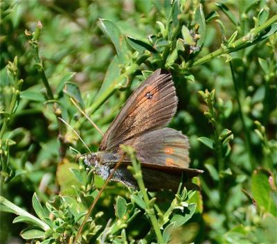 Moiré ottoman Erebia ottomana tardenota Praviel, 1941
