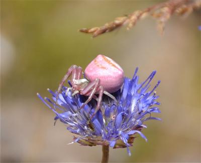 Thomise replet Thomisus onustus Walckenaer, 1805