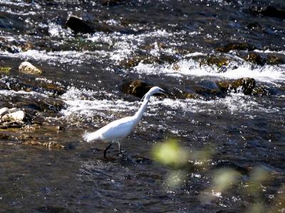 Aigrette garzette Egretta garzetta (Linnaeus, 1766)
