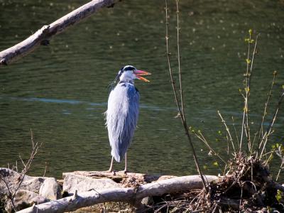 Héron cendré Ardea cinerea Linnaeus, 1758