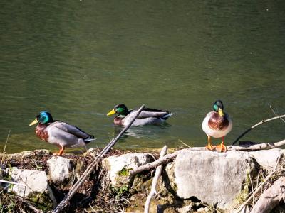 Canard colvert Anas platyrhynchos Linnaeus, 1758