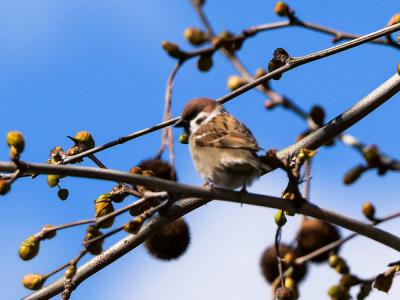 Moineau friquet Passer montanus (Linnaeus, 1758)