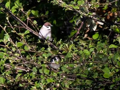 Moineau friquet Passer montanus (Linnaeus, 1758)