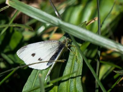 Piéride de la Rave (La), Petit Blanc du Chou (Le), Pieris rapae (Linnaeus, 1758)