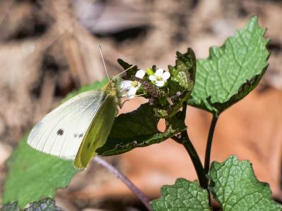 Piéride de la Rave (La), Petit Blanc du Chou (Le), Pieris rapae (Linnaeus, 1758)