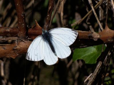 Piéride du Navet (La), Papillon blanc veiné de ver Pieris napi (Linnaeus, 1758)