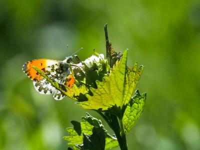 Aurore (L') Anthocharis cardamines (Linnaeus, 1758)