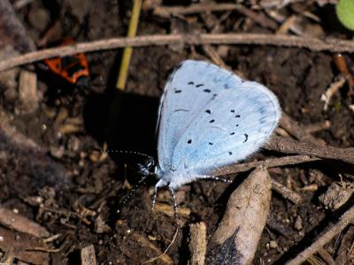 Azuré des Nerpruns (L'), Argus à bande noire (L'), Celastrina argiolus (Linnaeus, 1758)
