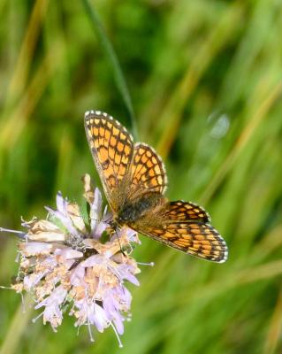 Mélitée de la Lancéole (La), Mélitée des Scabieuse Melitaea parthenoides Keferstein, 1851