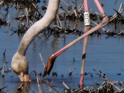 Flamant rose Phoenicopterus roseus Pallas, 1811