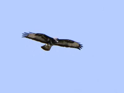 Buse variable Buteo buteo (Linnaeus, 1758)