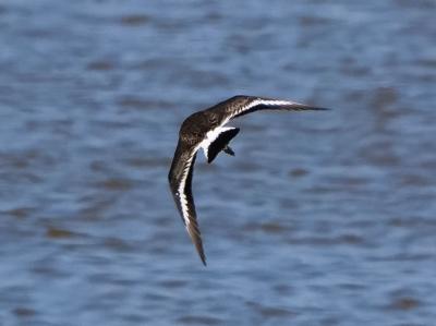 Barge à queue noire Limosa limosa (Linnaeus, 1758)