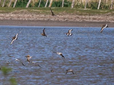 Barge à queue noire Limosa limosa (Linnaeus, 1758)
