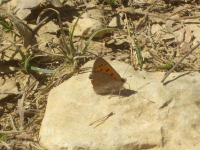Cuivré commun (Le), Argus bronzé (L'), Bronzé (Le) Lycaena phlaeas (Linnaeus, 1760)