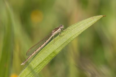 Leste brun Sympecma fusca (Vander Linden, 1820)