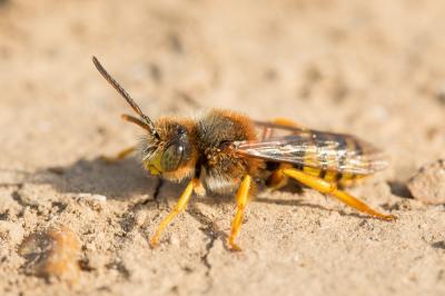  Nomada agrestis Fabricius, 1787