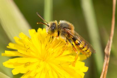  Nomada agrestis Fabricius, 1787