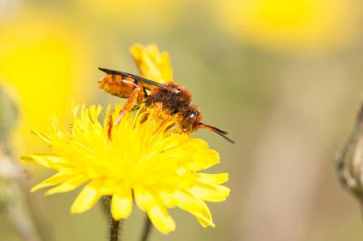  Nomada agrestis Fabricius, 1787