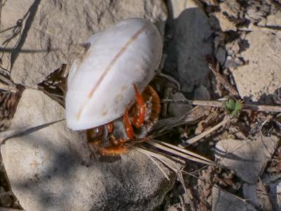  Rhodanthidium sticticum (Fabricius, 1787)