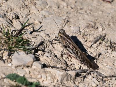  Locusta Linnaeus, 1758