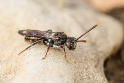  Nomada sheppardana (Kirby, 1802)