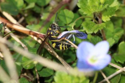  Ancistrocerus Wesmael, 1836
