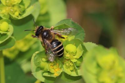 Andrena flavipes Panzer, 1799