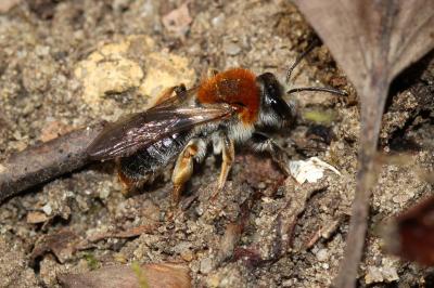  Andrena haemorrhoa (Fabricius, 1781)