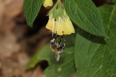 Anthophore commune, Anthophore plumeuse, Anthophor Anthophora plumipes (Pallas, 1772)