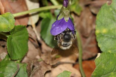 Anthophore commune, Anthophore plumeuse, Anthophor Anthophora plumipes (Pallas, 1772)