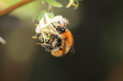 Bourdon des champs Bombus pascuorum (Scopoli, 1763)