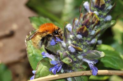 Bourdon des champs Bombus pascuorum (Scopoli, 1763)