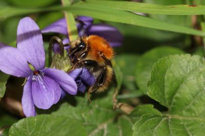 Bourdon des champs Bombus pascuorum (Scopoli, 1763)