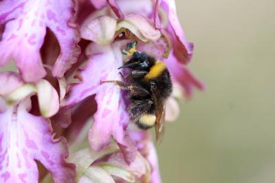 Bourdon terrestre (Le) Bombus terrestris (Linnaeus, 1758)