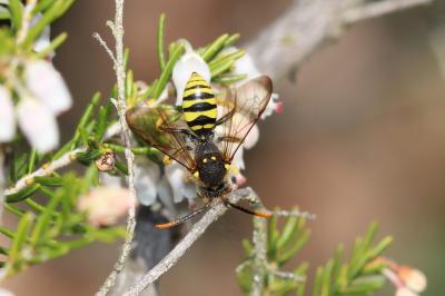  Nomada succincta Panzer, 1798