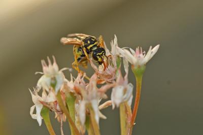 Guêpe poliste Polistes dominula (Christ, 1791)
