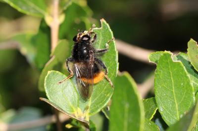  Criorhina ranunculi (Panzer, 1804)