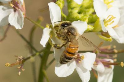 Abeille domestique, Abeille européenne, Abeille me Apis mellifera Linnaeus, 1758