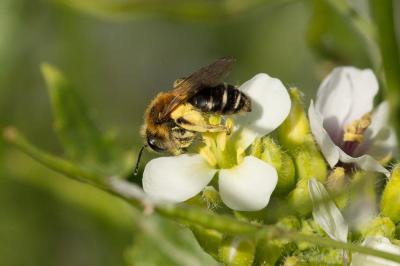  Andrena Fabricius, 1775