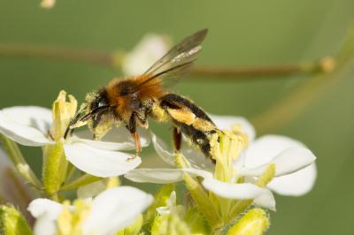  Andrena ferrugineicrus Dours, 1872