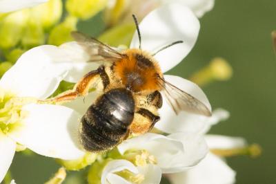  Andrena ferrugineicrus Dours, 1872