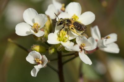  Andrena Fabricius, 1775