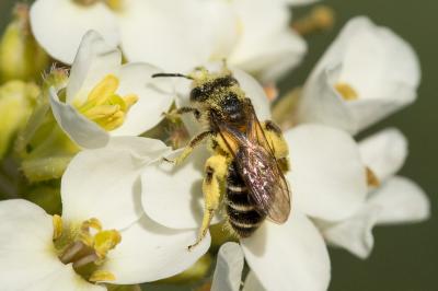  Andrena Fabricius, 1775